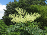 この木 花 の名前を教えてください タラノキだと思います Yahoo 知恵袋