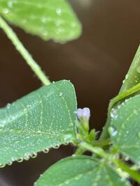 枝豆栽培に花がついてました あまり日の当たりが良くないベランダ栽培 Yahoo 知恵袋