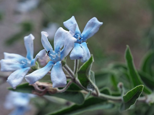 写真貼付の花の名前を教えてください よろしくお願いします ブルース Yahoo 知恵袋