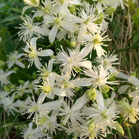 レモンマートルの株分けについてレモンマートルの株分けをしたい Yahoo 知恵袋