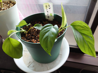 ヒメモンステラなんですが葉に切れ込みが入りません直射日光は