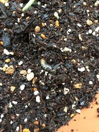 植木鉢の中にこんな幼虫が何匹かいました カブトムシの幼虫より小さく Yahoo 知恵袋