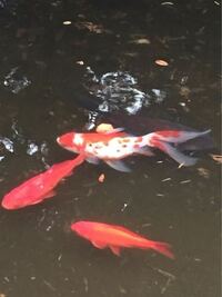 約一坪程の池に飼っている金魚のうちの一匹の背中あたりにイボ 肉 Yahoo 知恵袋