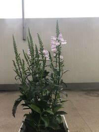 サザンクロスの花が咲きません 去年の10月ごろ苗で購入して一回り大きいプラ Yahoo 知恵袋