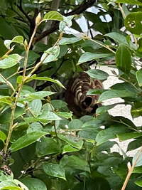 ポケモンです トゲピーは卵を作るときにメタモンとでは卵が出来ない Yahoo 知恵袋