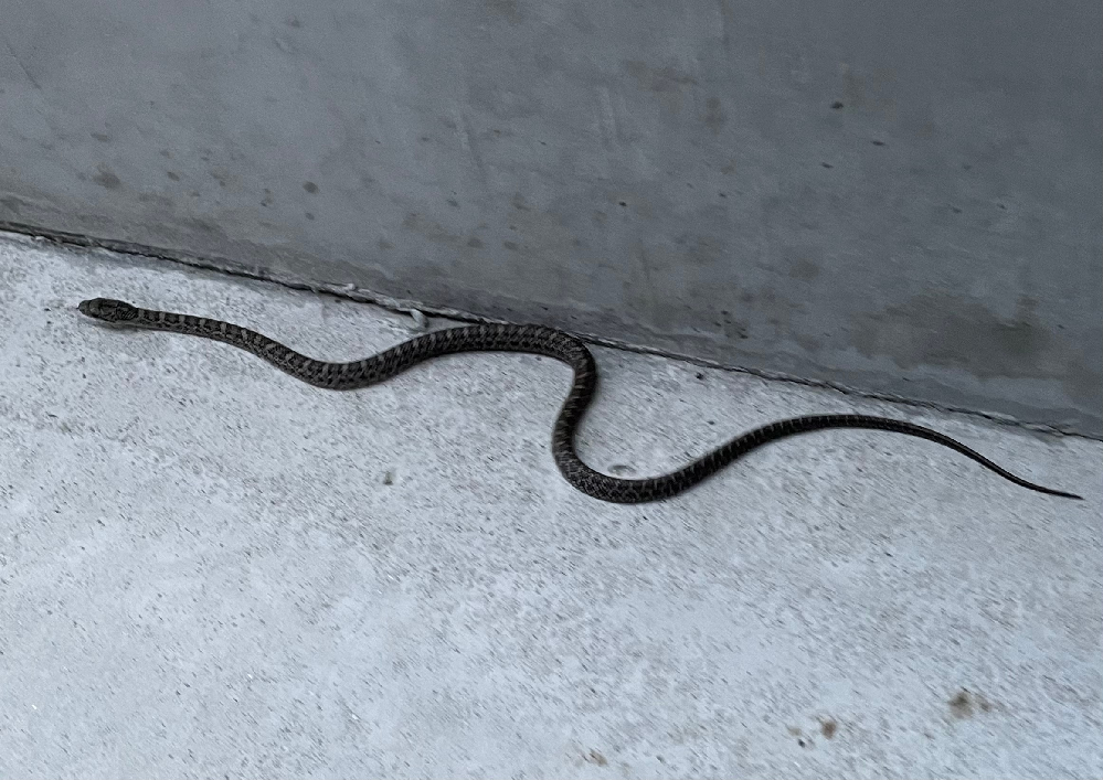 庭の睡蓮鉢でアマガエルのオタマジャクシを飼っています 変態して次々 Yahoo 知恵袋