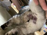 猫の肛門に黒い粒 がついています ウンコかと思って引っ張ったら根元は Yahoo 知恵袋