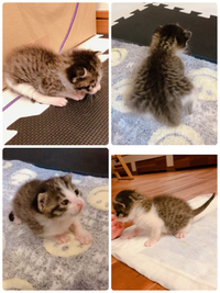 全く人になつかない猫 推定6ヶ月の雌猫 生後2ヶ月の時に拾ってきました Yahoo 知恵袋