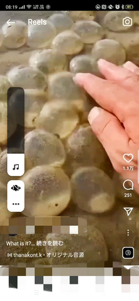 海の浅瀬でゼリー状のタマゴ のようなものを見かけました 先日散歩 Yahoo 知恵袋