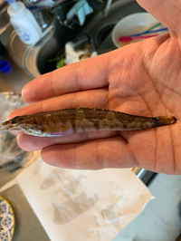 ハゼに似たこの魚何でしょうか 今朝堤防から外道で釣れました マト Yahoo 知恵袋