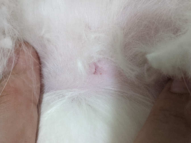 閲覧注意です。 - 猫の毛玉をハサミでカットしているときに誤って皮膚 