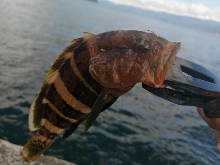 この魚食べれますか？ - アオハタです｡黒い帯が太く､全身に細かい赤い 