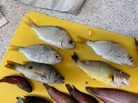 こんばんは 沖縄県南部の喜屋武漁港で釣った魚ですが この銀の魚5匹は食べ Yahoo 知恵袋