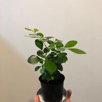 100均でこの植物を買ったのですが 何という名前の植物で Yahoo 知恵袋
