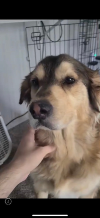 この犬は雑種 みたいですが どんな犬種が入ってる事が考えられる Yahoo 知恵袋