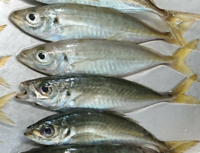 丸鯵と平鯵の違いを教えてください マルアジというのはマアジですね でも Yahoo 知恵袋