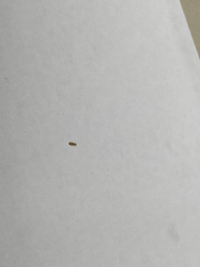 部屋に蟻のような虫が出て困っています。
この虫の名前と対策方法を教えてください。 