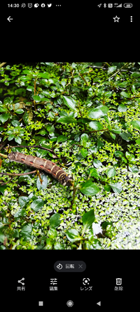 メダカのビオトープに居ました 水面の水草を伝って中ほどまで来て Yahoo 知恵袋