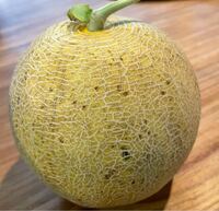 メロンにできた黒い斑点はなんでしょうか 家庭菜園で育てたメロンのこ Yahoo 知恵袋