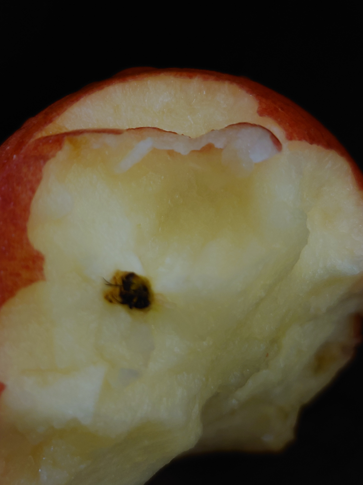 リンゴをかじっていたら虫みたいなものが中に入っていました。これ