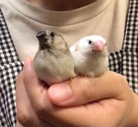キンカチョウのカラー 種類 について教えてください まだ3週間くらいの雛 Yahoo 知恵袋