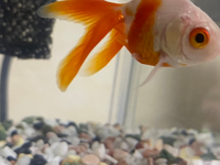 分かりにくいかもしれませんが 金魚の鱗が1枚めくれてます何かの Yahoo 知恵袋