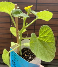 メロンの摘心での質問です 食べたメロンを植えたら芽が出て育っています 季 Yahoo 知恵袋
