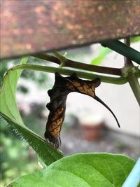 これは何の幼虫でしょうか 模様が綺麗でした Yahoo 知恵袋