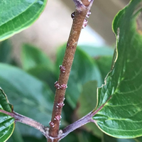 サンシュユの枝にびっしり虫がついてしまいました 何の虫でしょう Yahoo 知恵袋