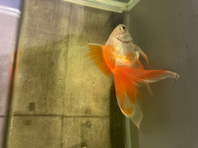 金魚について １０日ほど前から金魚が餌を食べません 1匹で買ってい Yahoo 知恵袋