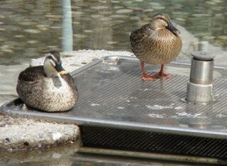 この２羽のカモはつがいでしょうか 小さな小さな池で見まし Yahoo 知恵袋