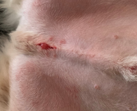 緊急です 犬の去勢手術後 抜糸前に糸が取れてしまいました 術後 Yahoo 知恵袋