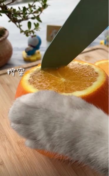 インスタで良くこの方の投稿見るのですが、本物の猫ちゃんの手使ってる 
