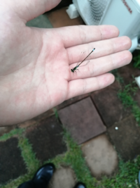 メダカのビオトープにいたヤゴがトンボになったのですが これは何 Yahoo 知恵袋