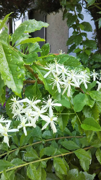 この花の名前わかる方いますか センニンソウですね 子供時代に この Yahoo 知恵袋