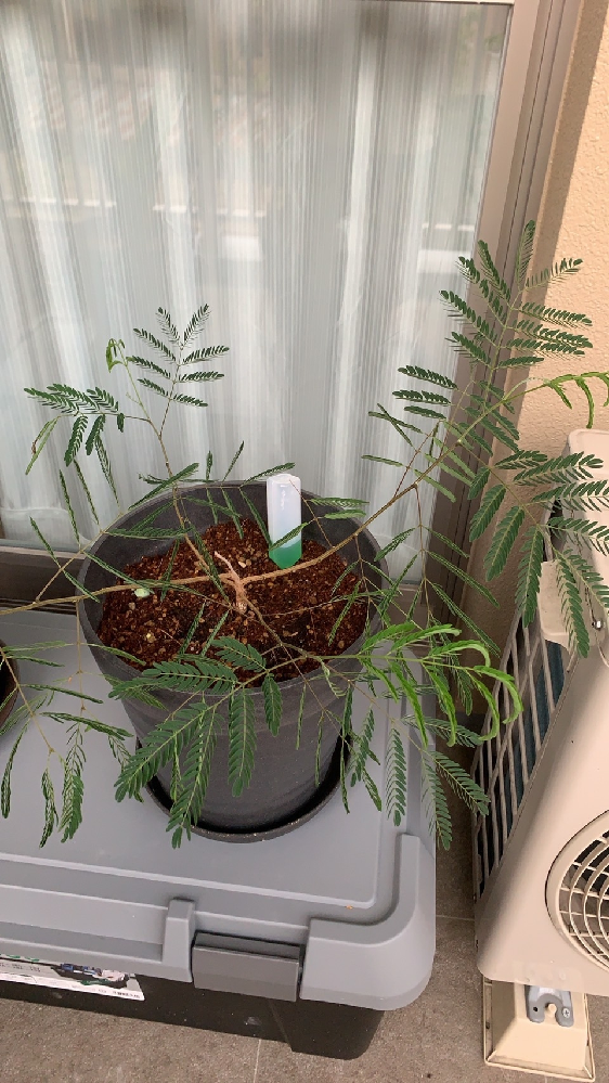 胡蝶蘭の葉焼してしまった後の対策を教えて下さい 夏の直射日光 Yahoo 知恵袋