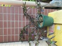 五色とうがらしについて 通常は１年草で 室内だと多年草だ Yahoo 知恵袋