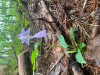 この花の名前を教えてください Yahoo 知恵袋