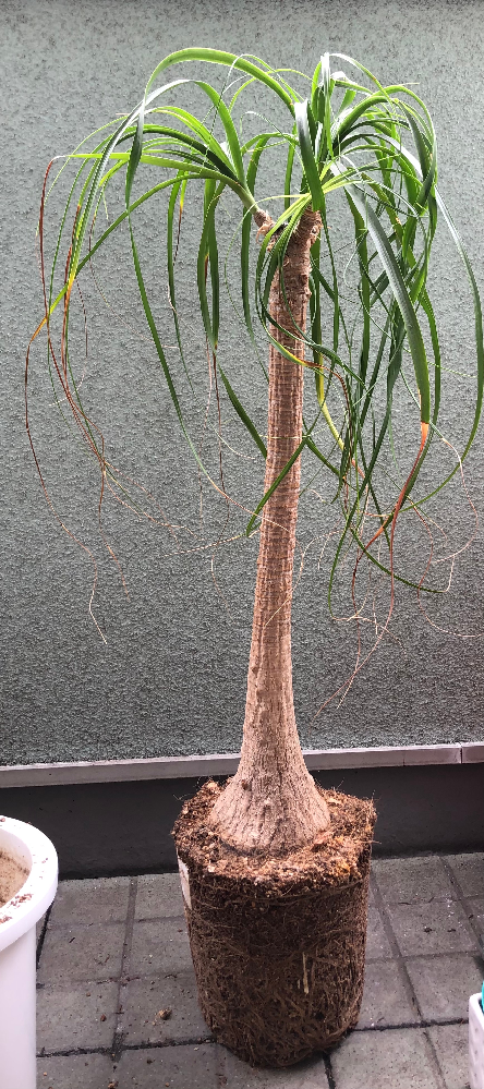 観葉植物ポニーテールについて教えていただきたいです。10年前く 