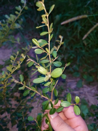 この植物は何の植物でしょうか おばあちゃん宅に植えてあったものですが 枝 Yahoo 知恵袋