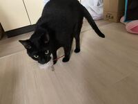 うちの猫の背中あたりがビクン ビクンと痙攣します 猫が床 Yahoo 知恵袋