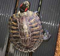 飼っているミドリ亀の甲羅と頭の一部が白くなっています これは何 Yahoo 知恵袋