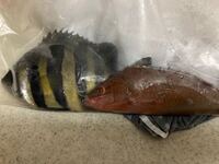 この2匹を調理してほしいと頼まれたのですが 魚の名前もわからず調べよ Yahoo 知恵袋