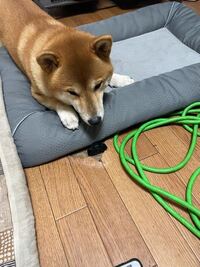 うちの柴犬のサブちゃんは 部屋にゴキブリがいたのでゴキブリを来 Yahoo 知恵袋