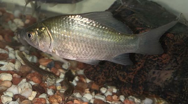 金魚が砂利を食べる 家で飼ってる和金が 砂利を口に含んですぐ吐き出しま Yahoo 知恵袋