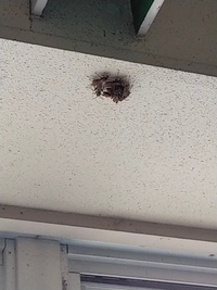 数日前から マンションの階段の壁に蜂のような虫が 6 7匹くら Yahoo 知恵袋