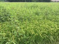 この様な雑草だらけの田圃でコンバインで稲刈りしたら詰まったり、異物が混ざったりしてしまいますか？ 