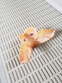 家の前にかわいい蛾を見つけました なんという名前の蛾でしょうか Yahoo 知恵袋