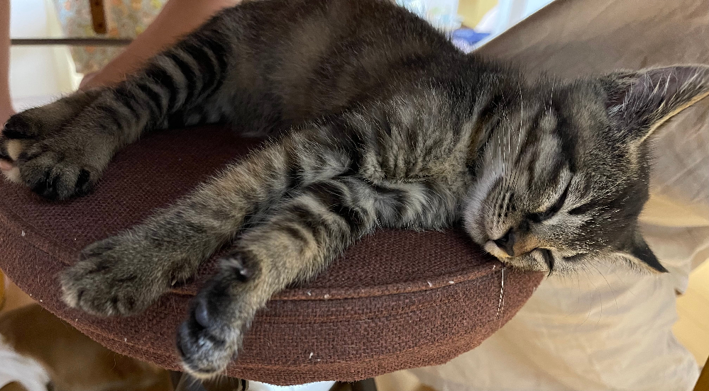 猫パン猫にパン（市販の食パン、耳など・・・・）を食べさせても大丈夫 