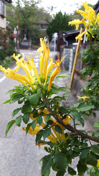全ての フリージア 花言葉 怖い